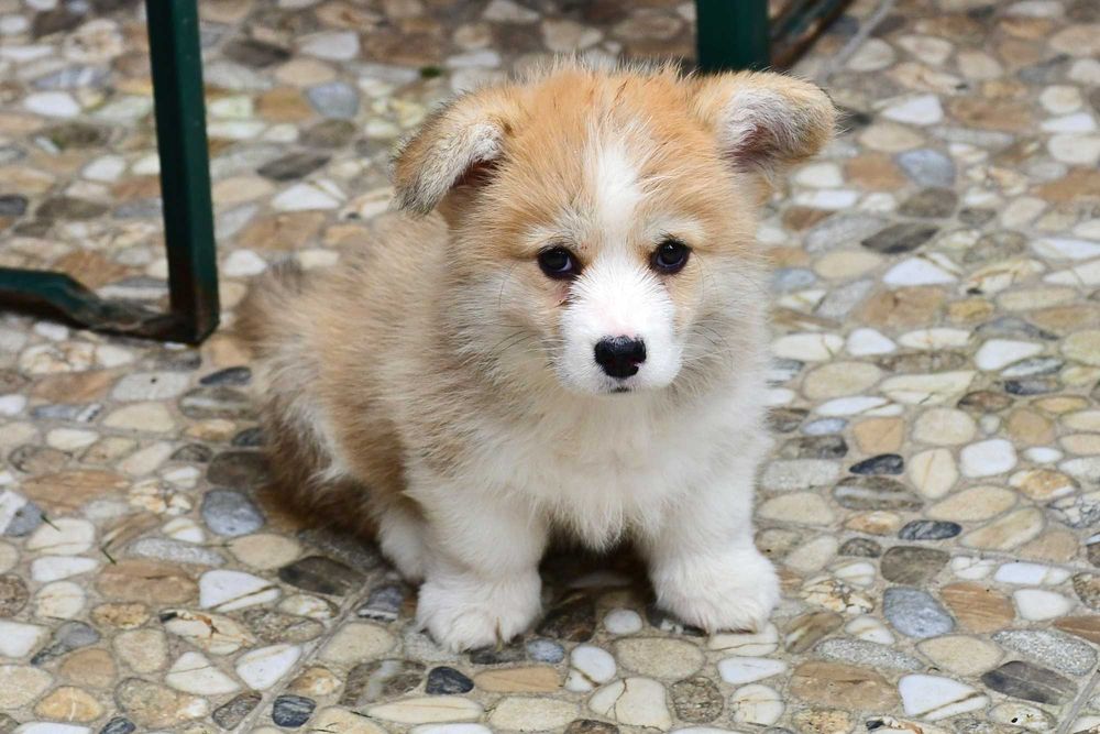 Cățeluș Corgi, vaccinat, microcipat, pedigree tip A, de Crăciun