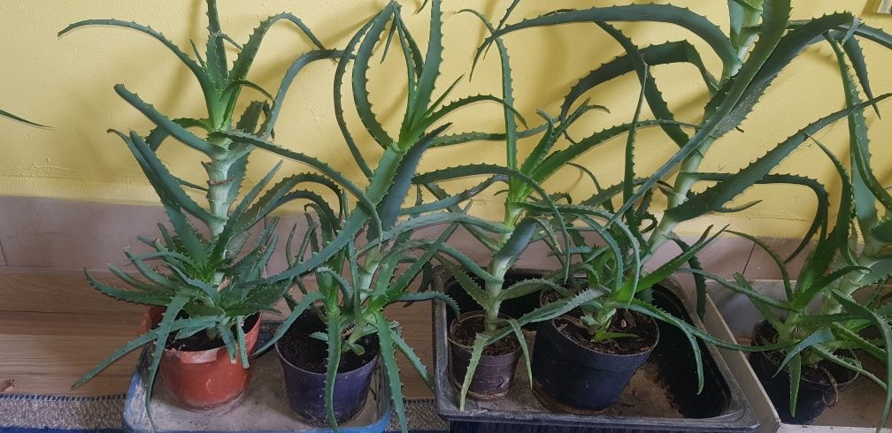 Aloe vera de vanzare