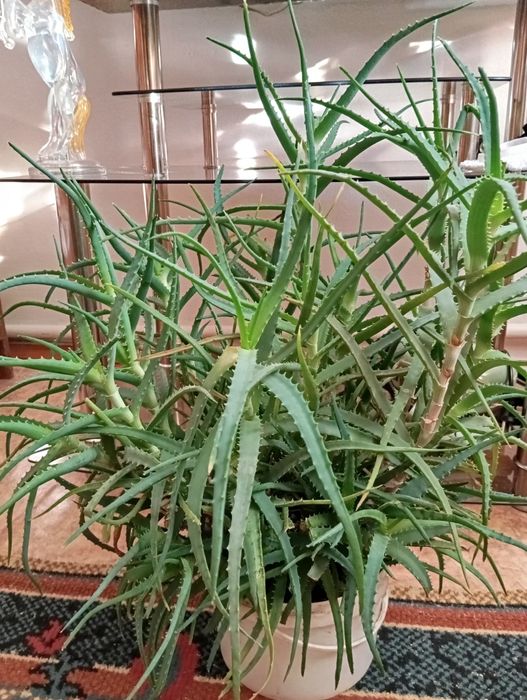 Алоэ лечебный &&