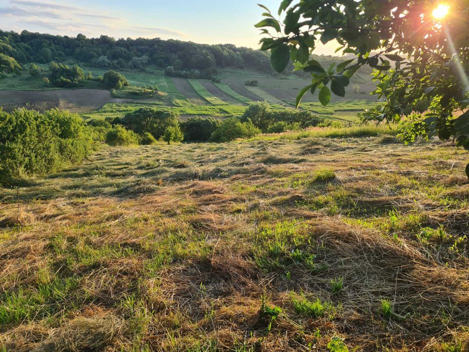 Vând Iarba Naturala Proaspăt Cosita