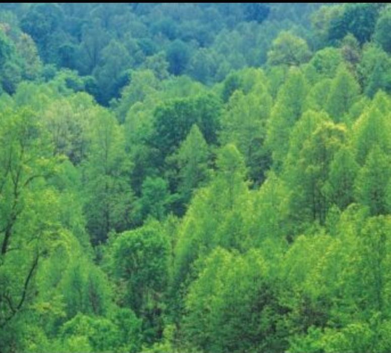 1 Ha pădure foioase Dumitrița