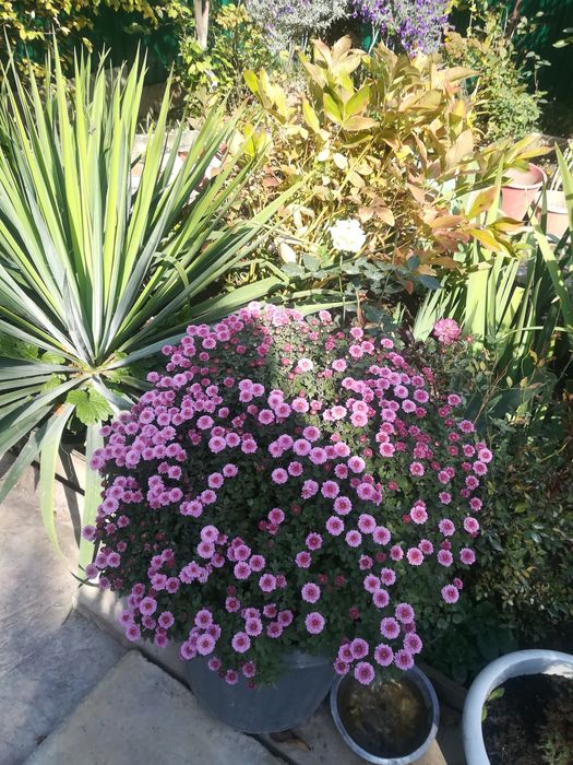 Многолетние цветы