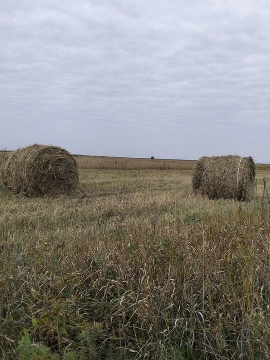 Сено в рулонах.продам