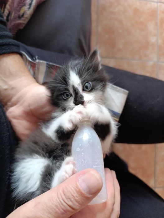 Подарявам мъжко котенце на 2 месеца