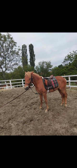 De Vanzare Iapa 2 Ani ,7 luni