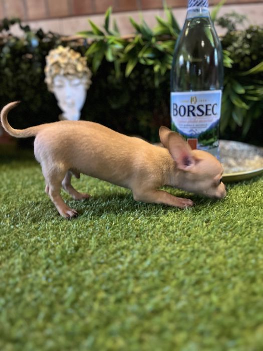 Baietel Chihuahua mini