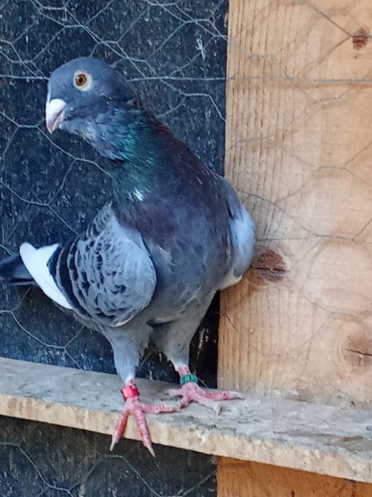 De vânzare porumbei voiajori standard și Plonjorii de Adana.