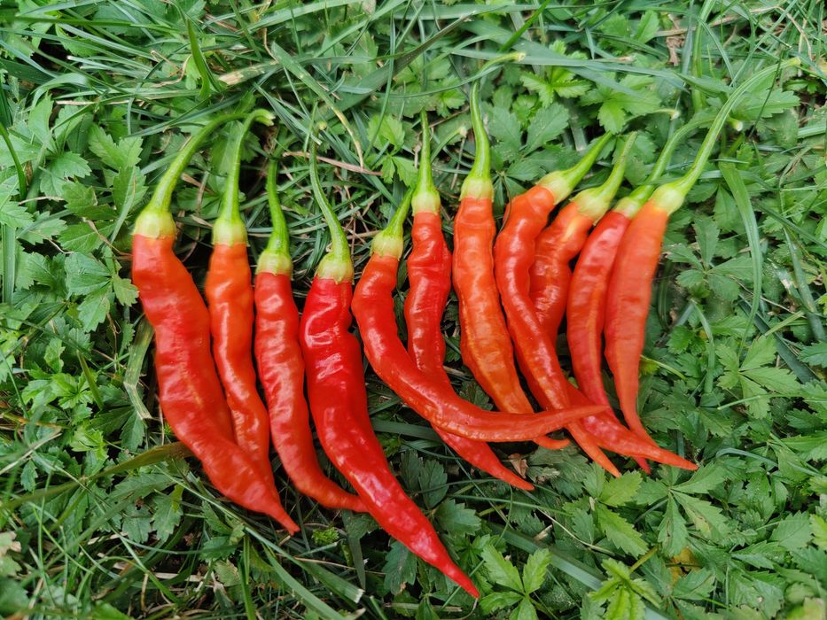 Seminte ardei iute Aji, habanero, carolina, sugar rush etc.