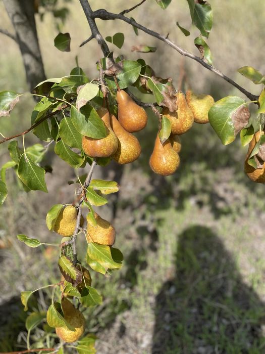Pere bio de vânzare