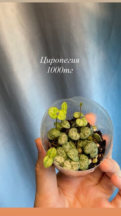 Продам комнатные растения