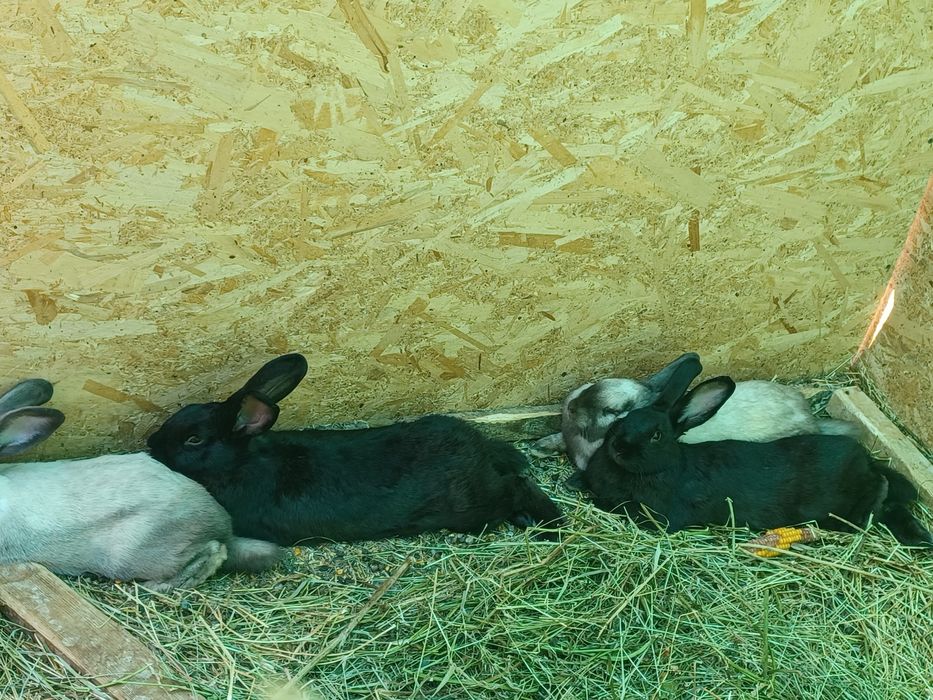 Vand iepuri,detin mai multe rase!