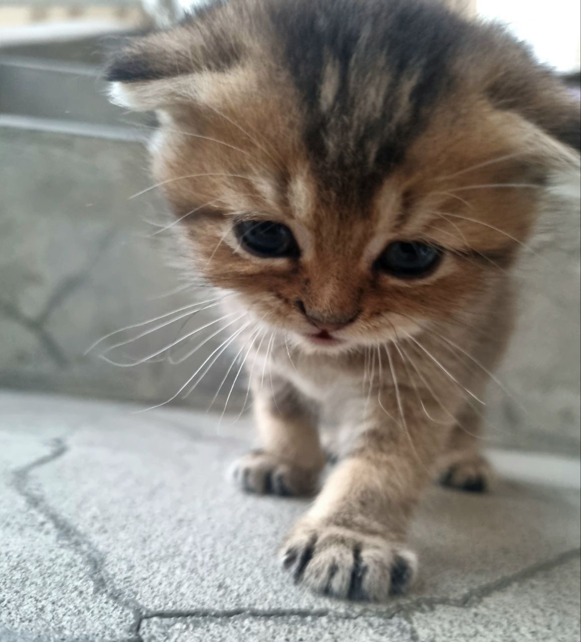 Продаются котята скоттиш фолд