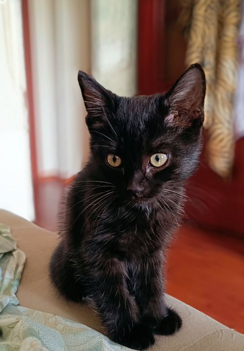 Ласковый котенок в добрые руки