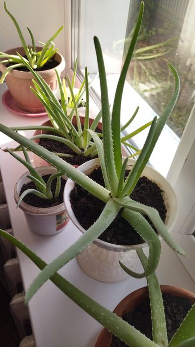 Алое отростки, однолетки,двкхлетки