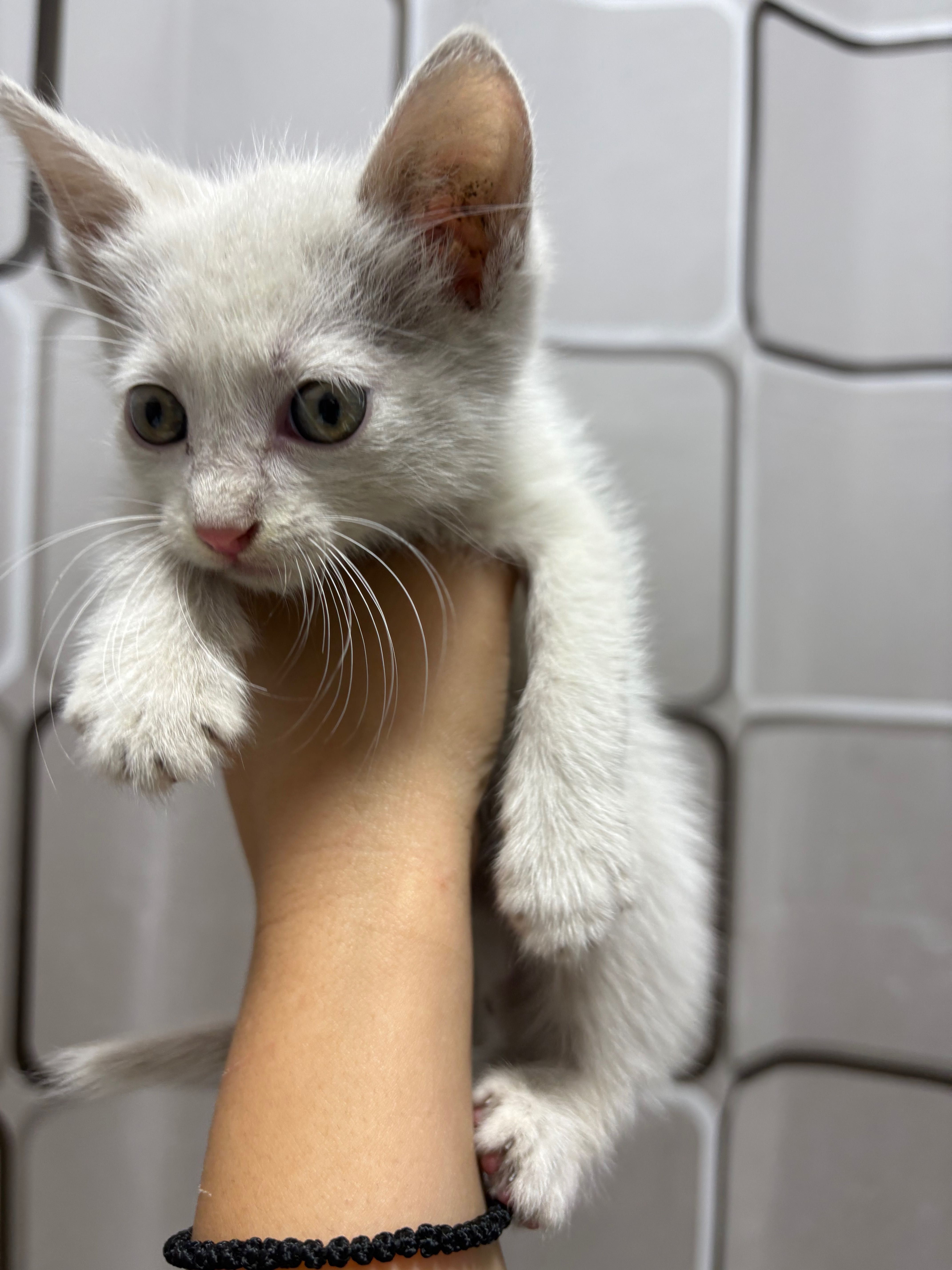 Motănel spre adoptie