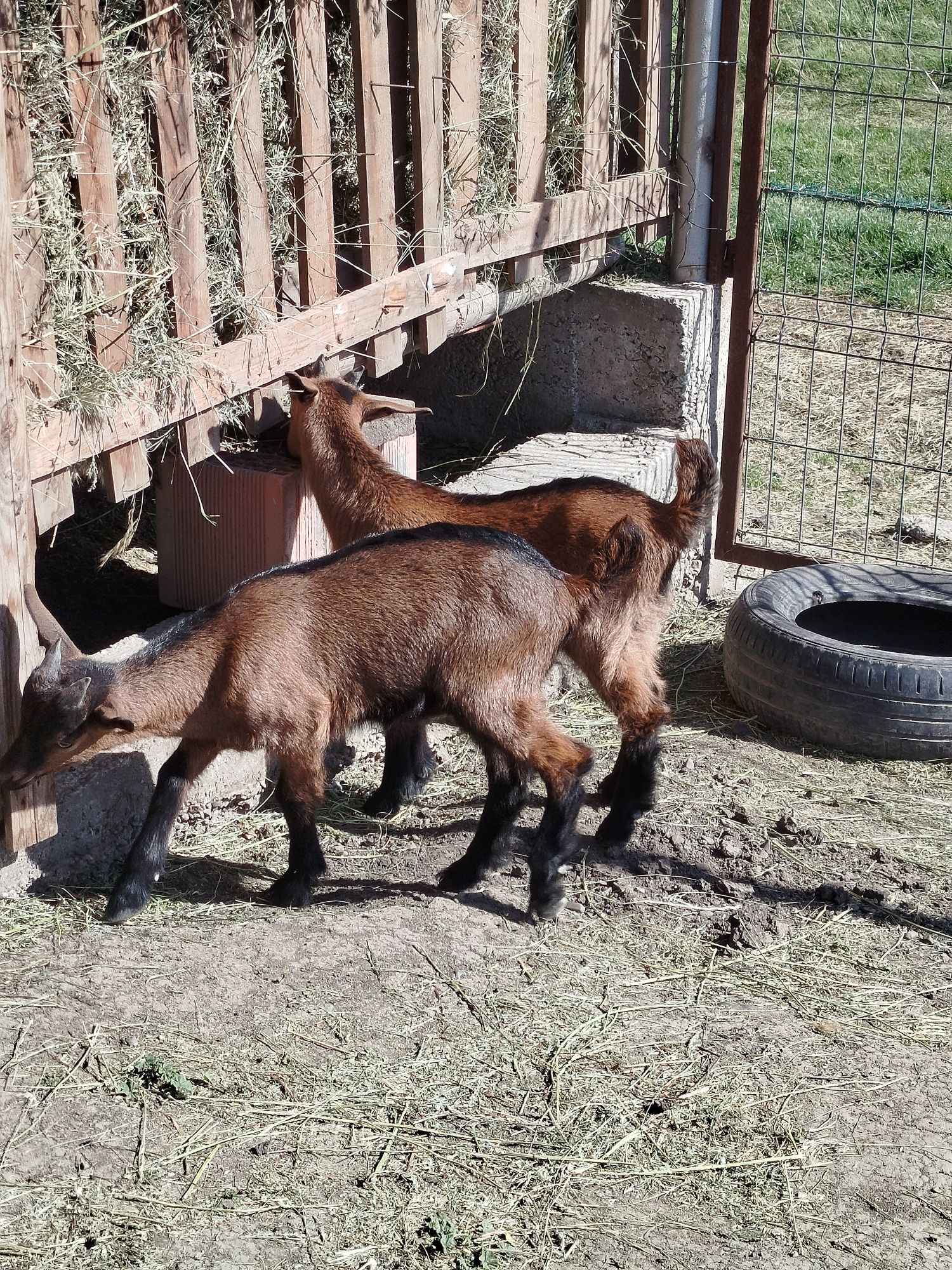 Țap 2 luni Alpin Francez