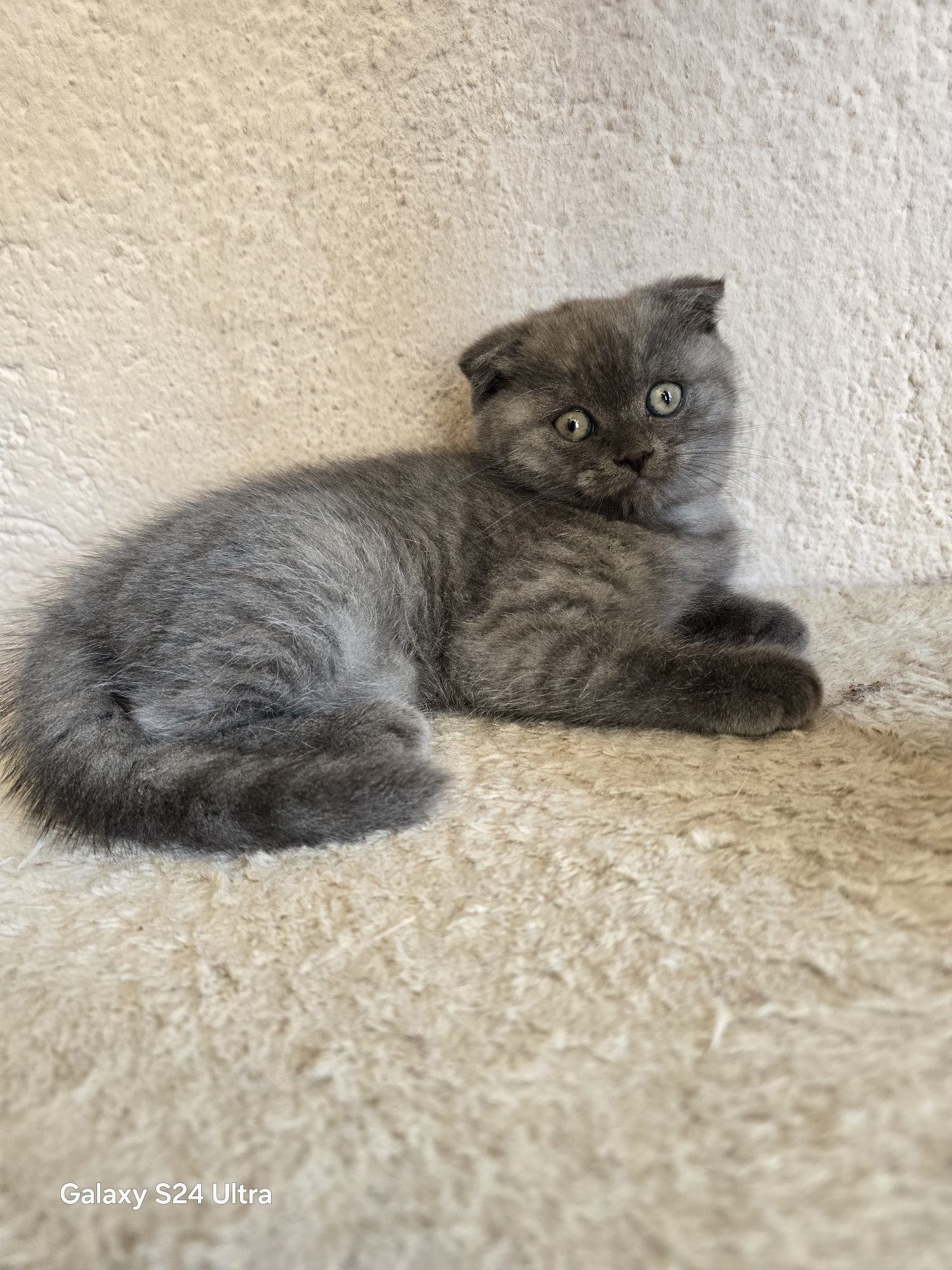 Клепоухи шотландски котенца