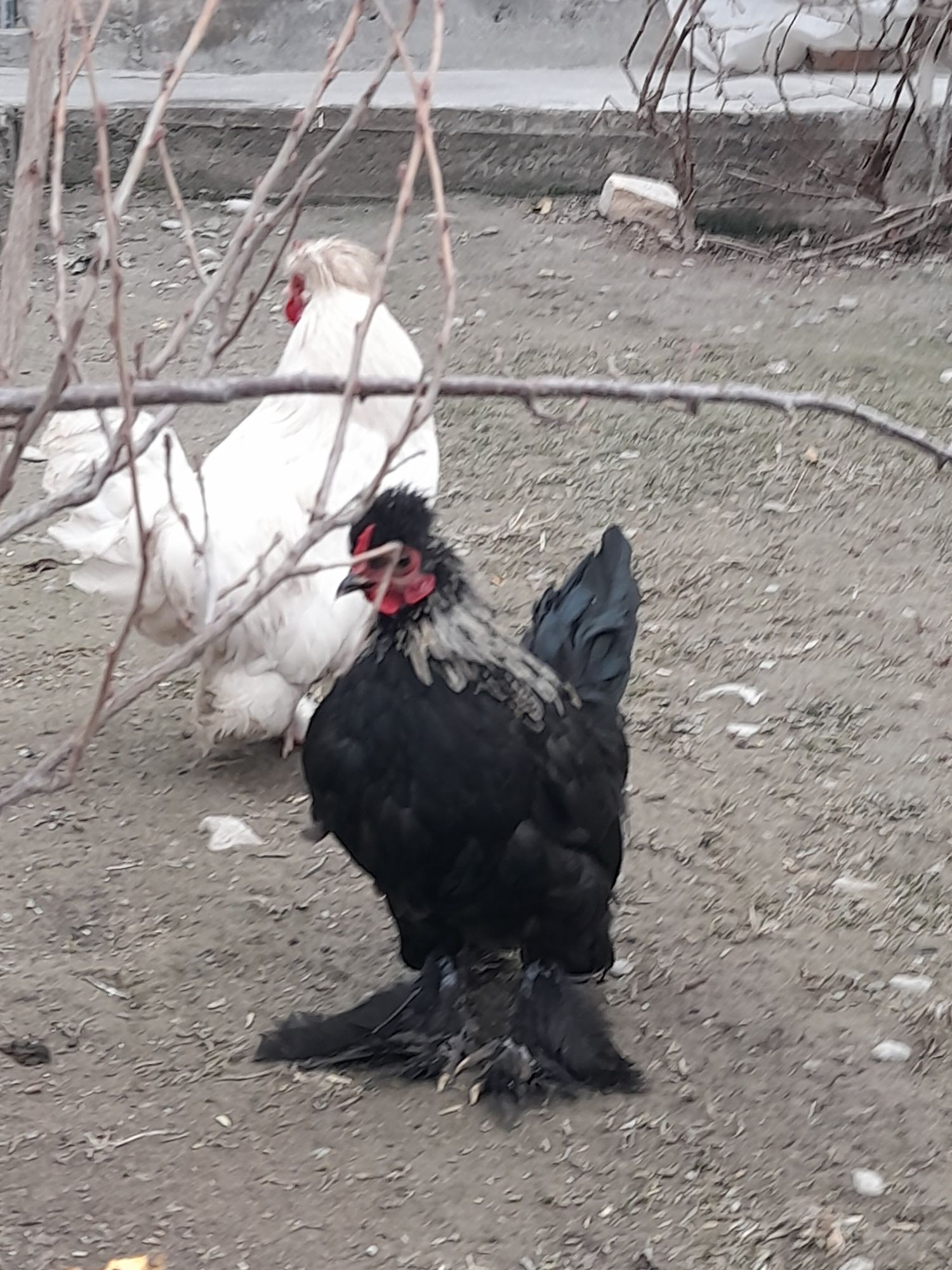Yaponca horozlar