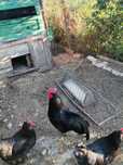 Cocos austrolop negru