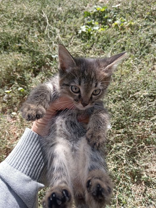 Отдам в добрые руки очаровательных котят, девочка и мальчик