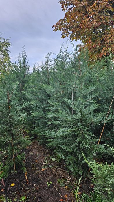 Chiparos gard viu tuia  leylandi  ALTOIT crescut în Romania sunt produ