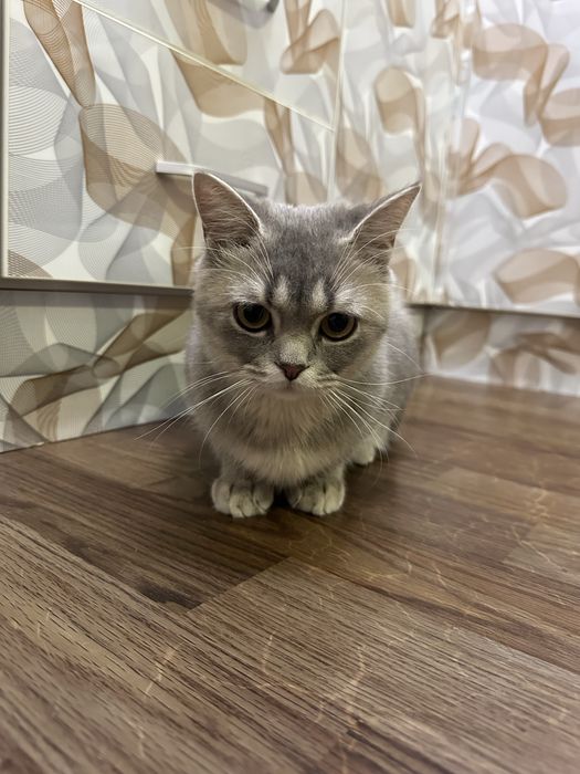 Продается кот Скоттиш Страйт, окрас Шиншила