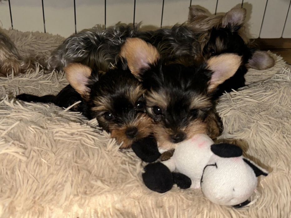 Йоркшерски териер Мини момиченца