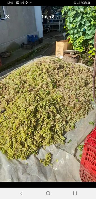 Struguri de vin proaspeți culesi direct de producator
