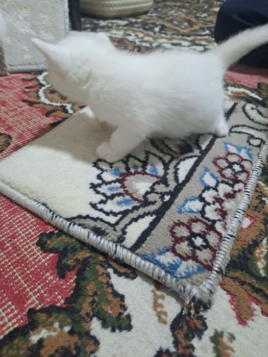 Мушукчалар сотилади