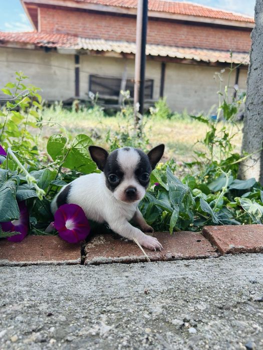 Чихуахуа момиченца