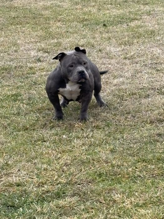 American bully pocket