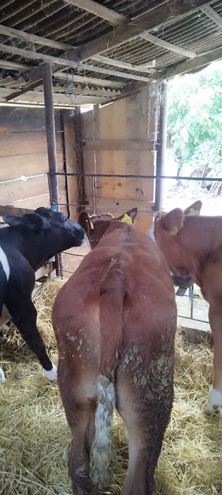Vând 2 viței bălțate