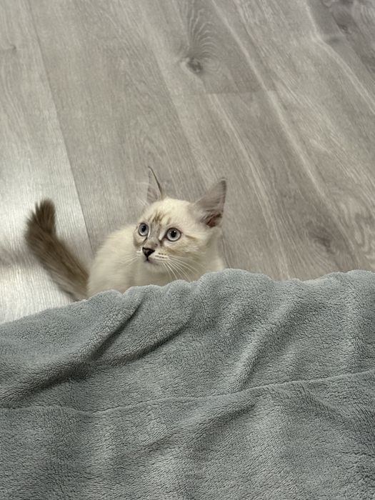 отдам в хорошие руки