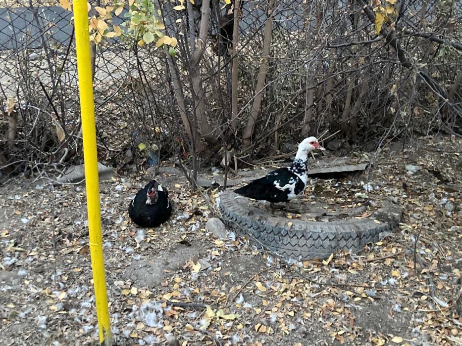 Продам индоуток