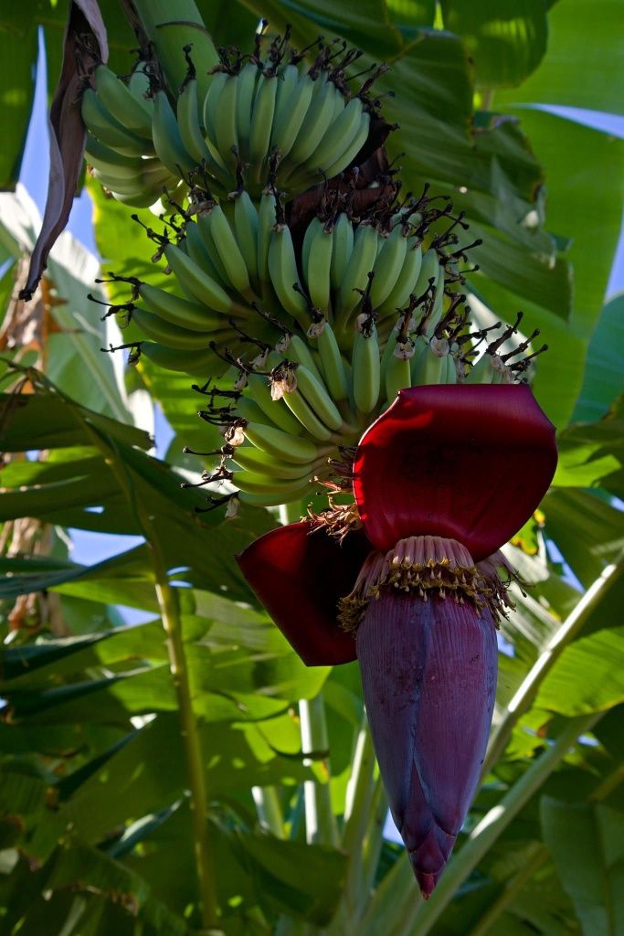 Papaya va banan ko'chatlari sotiladi