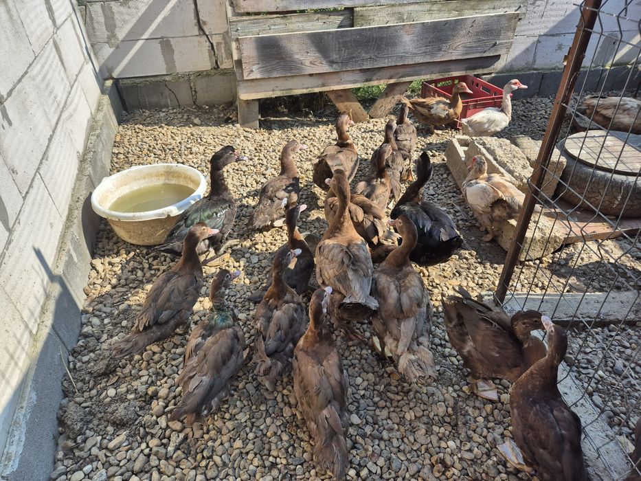 Rate mute ciocolatiu,de vanzare!