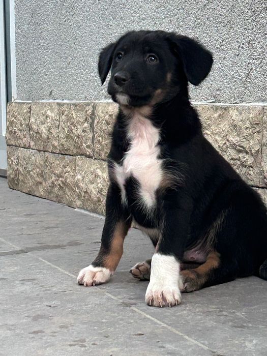 Spre Adoptie, 3 puiuti frumosi