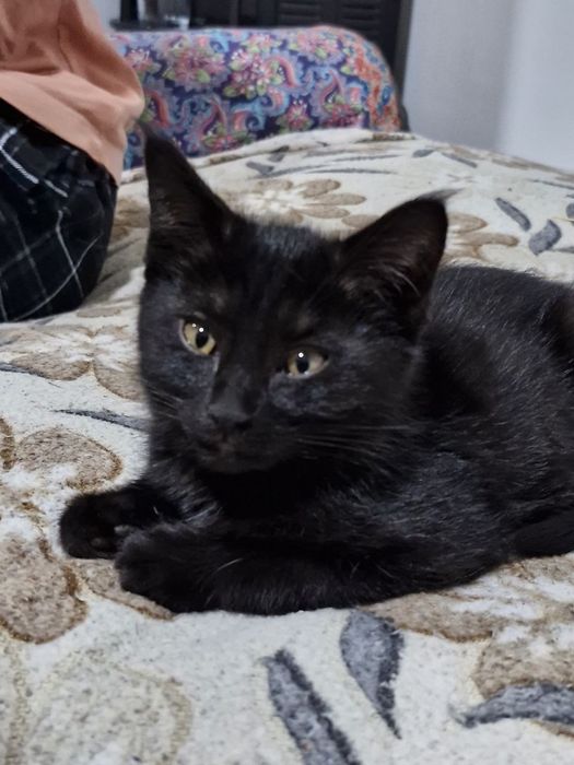 Отдам котёнка в хорошие руки