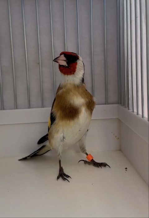 Kanareyka Кокил Сава Норчи Козони куши