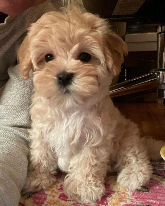 Cățeluș Maltipoo mini toy