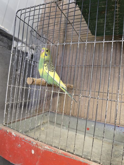 Perusi perusi perusi