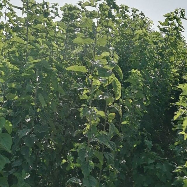 Kòchatlarga 1 yil kafolat