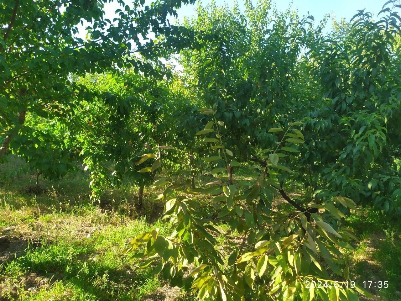 Dacha dakumentlari joyida ozimizni nomimizda