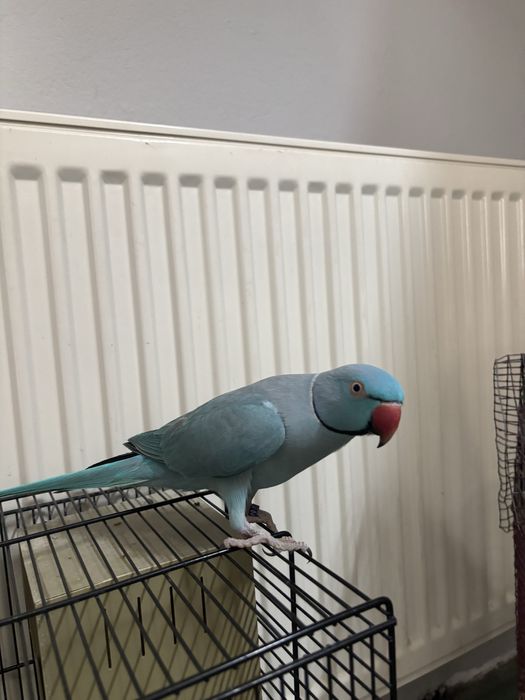 Papagal Micul Alexandru