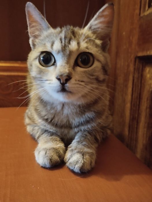 Кошечка в добрые руки