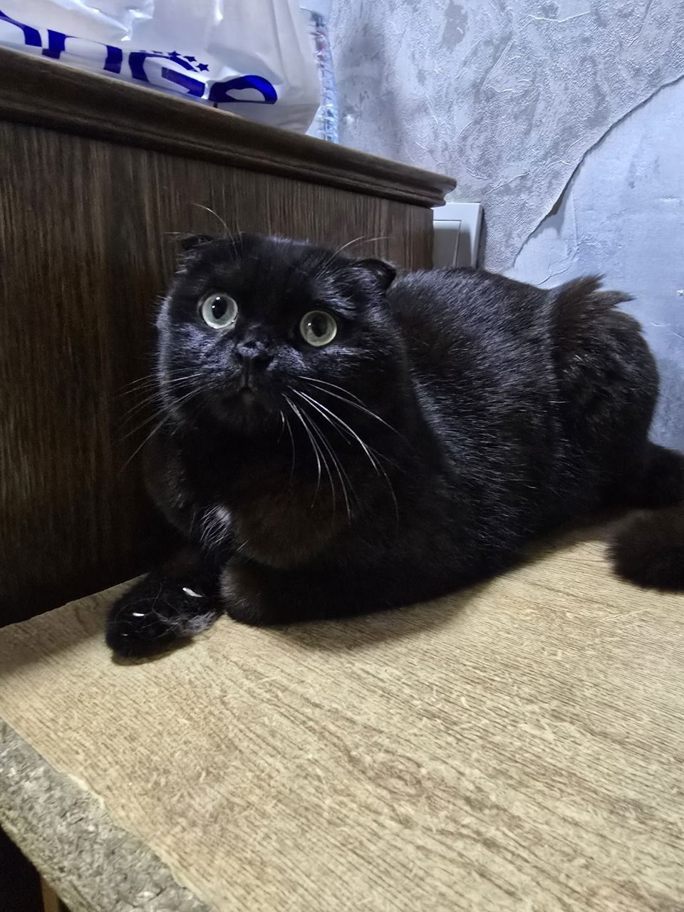 Кошечки в хорошие руки