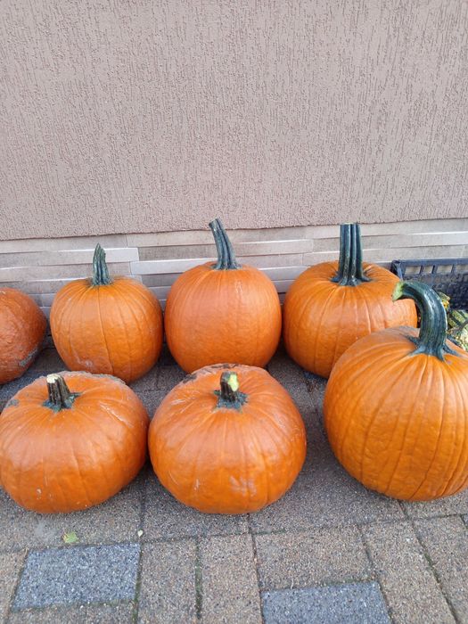 Dovleac halloween si decor