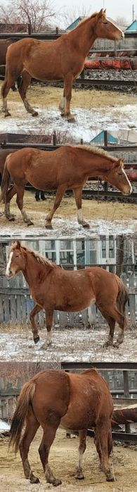 Кобыла продается