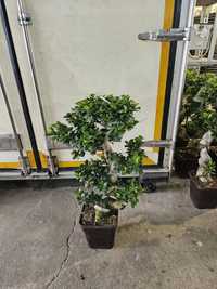 De vânzare bonsai