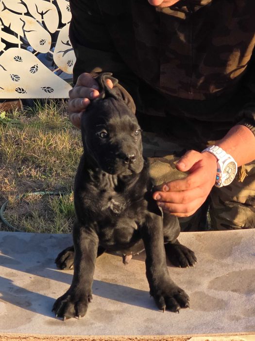 catei de cane corso